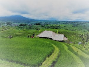 Jatiluwih Rice Terraces