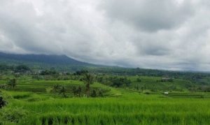 Jatiluwih Rice Terraces