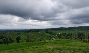 Jatiluwih Rice Terraces