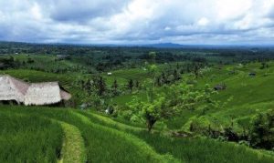 Jatiluwih Rice Terraces