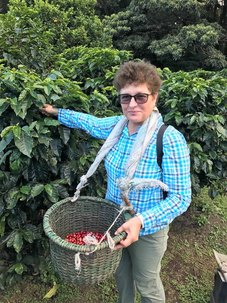 Cafe Monteverde coffee picking