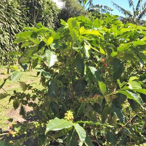 Cafe Monteverde coffee plantation