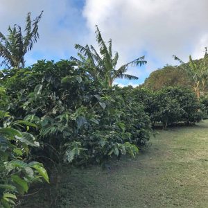 Cafe Monteverde coffee trees