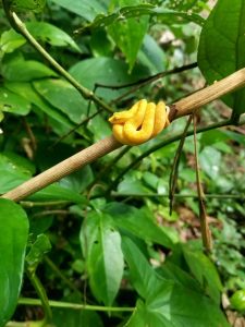 Cahuita NP