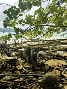 Cahuita NP racoon