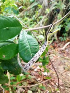 Cahuita NP snake