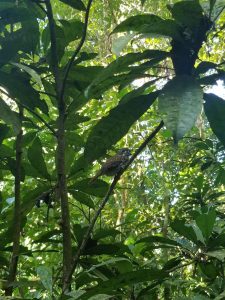 Carara NP bird