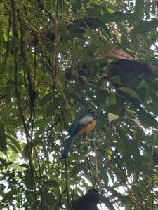 Carara NP birds