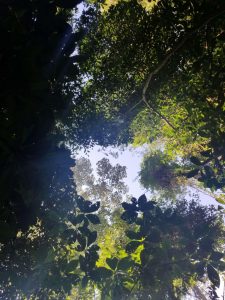 Carara NP tree canopy