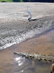 Crocodile river tour