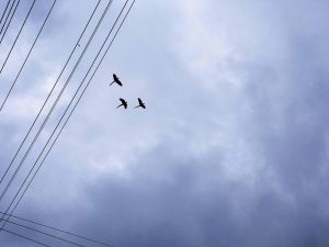 Flying macaws Guanacaste