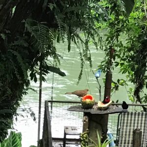 Heliconia Island Hotel birds