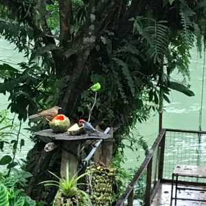 Heliconia Island Hotel birds feeder