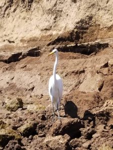 Joses crocodile tour birds