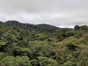 Monteverde cloud forest