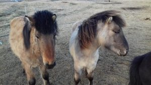 Seljalandsfoss pony