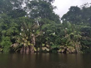 Tortuguero morning tour