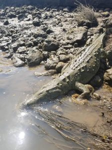 crocodile costa rica