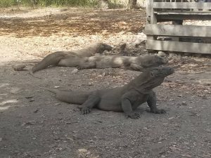 Komodo National Park