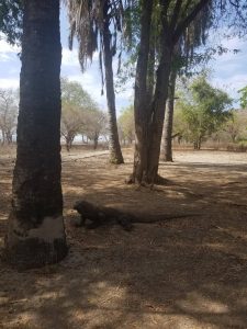 Komodo National Park