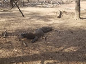 Komodo National Park