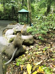 Jalan Monkey Forest