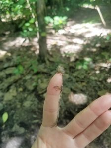 tangkoko batuangus nature reserve