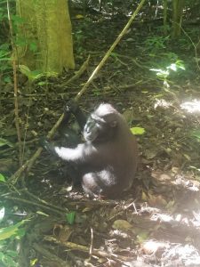 tangkoko batuangus nature reserve