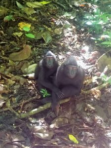 tangkoko batuangus nature reserve