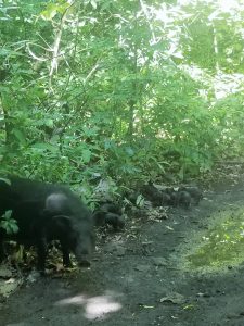 tangkoko batuangus nature reserve