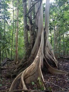 tangkoko batuangus nature reserve