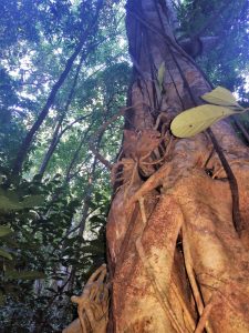 tangkoko batuangus nature reserve