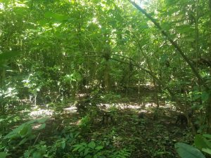 tangkoko batuangus nature reserve