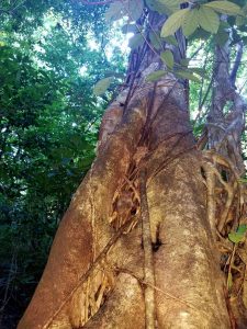 tangkoko batuangus nature reserve